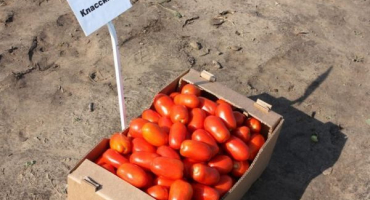 Popis klasické odrůdy rajčat a jejích vlastností