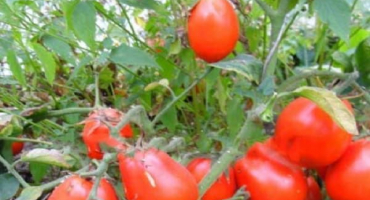 Popis odrůdy rajčat kmicits, vlastnosti péče a výnosu