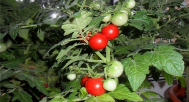 Popis tlačítka odrůdy rajčat, jeho vlastností a produktivity