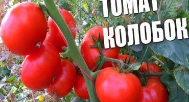 Popis odrůdy rajčat kolobok, její vlastnosti a produktivita