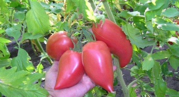 Popis korejské odrůdy dlouhoplodých rajčat, její vlastnosti a produktivita