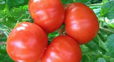 Popis odrůdy rajčatového kornoutu a jeho vlastností