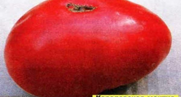 Popis odrůdy rajčat královského pláště, její výnos a pravidla pěstování