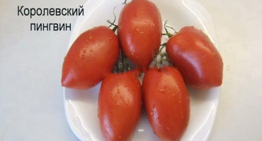 Popis odrůdy rajčat tučňák královský, jeho vlastnosti a produktivita