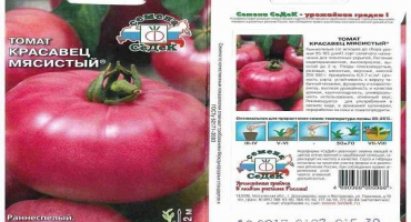 Popis odrůdy rajčete pohledná masitá a její vlastnosti