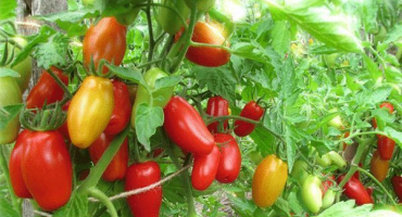 Popis odrůdy rajčat red canine, její vlastnosti a produktivita