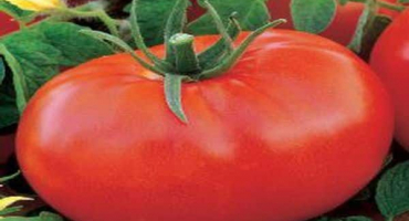 Popis odrůdy rajčat red dome, její vlastnosti a produktivita