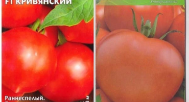 Popis odrůdy rajčat krivianskiy, vlastnosti pěstování a péče