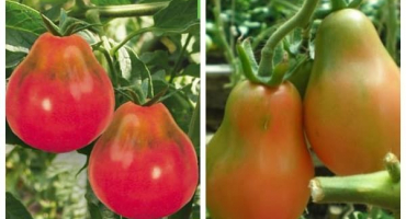 Popis odrůdy rajčat krymské růže, vlastnosti pěstování a výnos
