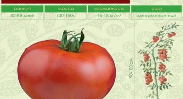 Popis odrůdy rajčat xenia f1, její vlastnosti a pěstování