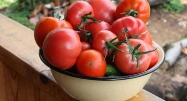 Popis manželky obchodníka s odrůdou rajčat, její přednosti a pěstování