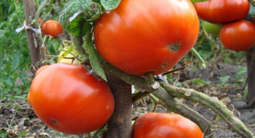Popis odrůdy rajčat kum a vlastnosti