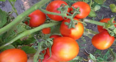 Popis odrůdy rajčat lagidny, její vlastnosti