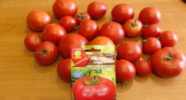 Popis milující odrůdy rajčat misha a její vlastnosti