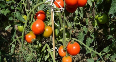 Popis odrůdy a charakteristik ledovcových rajčat