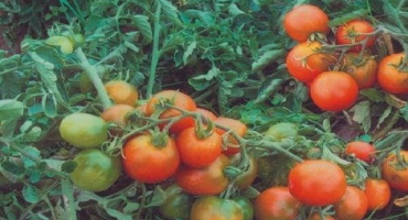 Popis odrůdy rajčat leningradsky chill, vlastnosti pěstování a výnos