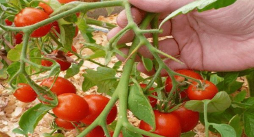 Popis odrůdy raného zrání leningradského rajčat, jejích vlastností a produktivity