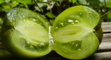 Popis odrůdy rajče princezna žába a její vlastnosti