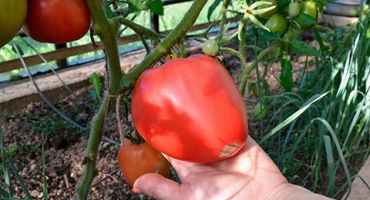 Popis odrůdy rajčat je oblíbená dovolená, její výnos