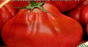 Popis odrůdy rajčat louis 17, vlastnosti pěstování a péče