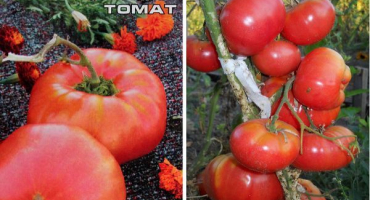 Popis odrůdy rajčat lopatinsky a její vlastnosti