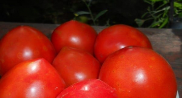 Popis odrůdy rajčat lord, vlastnosti pěstování a péče