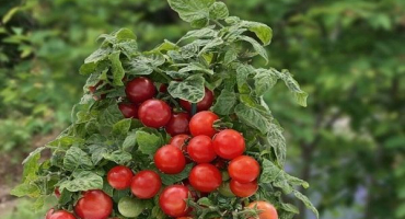 Popis odrůdy rajčat košík na okně, jeho pěstování