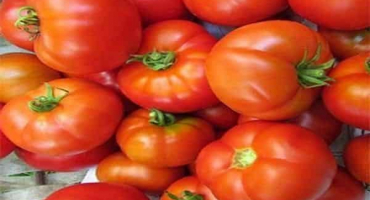 Popis odrůdy rajčat madonna f1, vlastnosti pěstování a péče