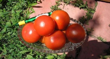 Popis odrůdy rajčat maximka, pěstování a péče