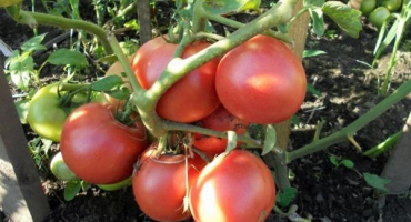 Popis malinového vína odrůdy rajčat, jeho charakteristik a výnosu