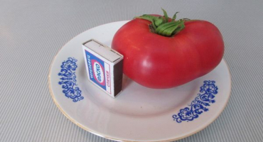 Popis odrůdy rajčat malinový nápor, pěstitelské vlastnosti