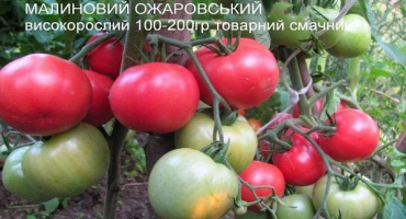 Popis odrůdy rajčat malina ozharovsky, výnos a péče