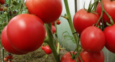 Popis odrůdy rajčat markýz, pěstování, výsadba a péče