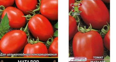 Popis odrůdy rajčat matador a její vlastnosti