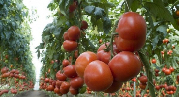 Popis odrůdy rajčatových matias, vlastnosti pěstování a péče