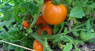 Popis medovice odrůdy rajčat a její vlastnosti