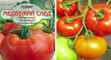 Popis medvědí stezky odrůdy rajčat a jejích charakteristik