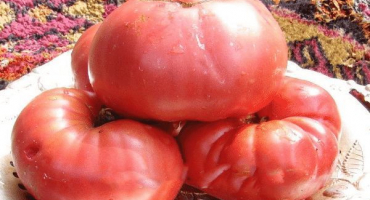 Popis odrůdy rajčat milionář, její vlastnosti a pěstování