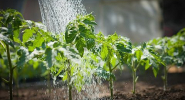 Popis odrůdy rajčat medvěd na severu, rysy pěstování a péče