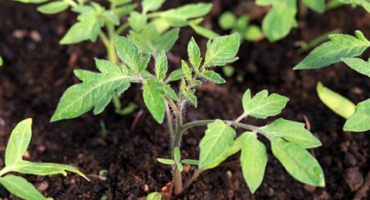 Charakteristika a popis odrůdy medvěda rajského, vlastnosti jeho pěstování