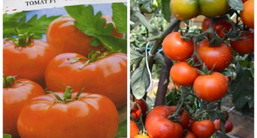 Popis odrůdy rajčat mona lisa a její vlastnosti