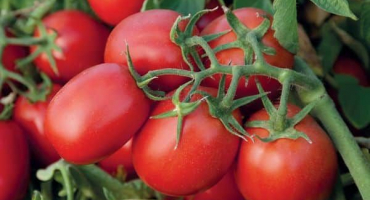 Popis odrůdy rajčat monti f1 a její vlastnosti