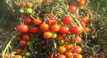 Popis moravské zázračné odrůdy rajčat, její vlastnosti a pěstitelské znaky