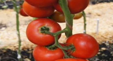 Popis odrůdy moskevských hvězd, kultivačních vlastností a výnosu