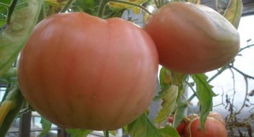 Popis odrůdy rajčat moulin rouge, její vlastnosti a pěstování