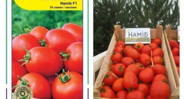 Popis odrůdy rajčat namib, vlastnosti pěstování a péče