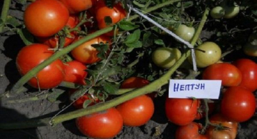 Popis odrůdy rajčat neptune a její vlastnosti
