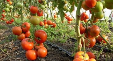 Popis odrůdy rajčat nocturne, doporučení pro pěstování