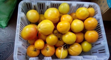 Popis odrůdy novoročních rajčat a jejích charakteristik