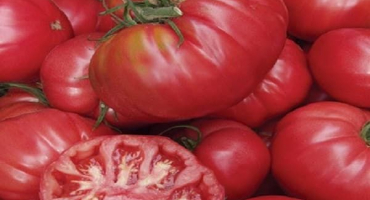 Popis odrůdy rajčat novosibirsk hit, vlastnosti pěstování a péče